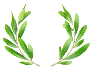 Foto op Plexiglas Olijfboom Geïsoleerde takken. Twee olijftakken geïsoleerd op een witte achtergrond, met uitknippad