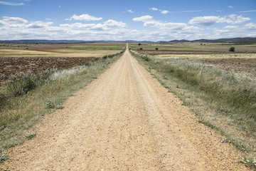 a rural path on a summer day