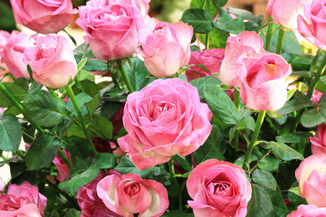 Fototapeta premium Pink roses