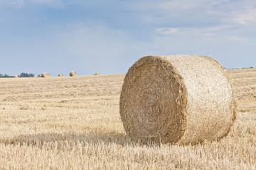 Fototapeta na wymiar bales of grain after harvesting a wheat field 