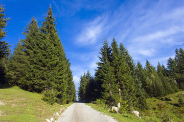 Obraz premium Road into the Alpine forest