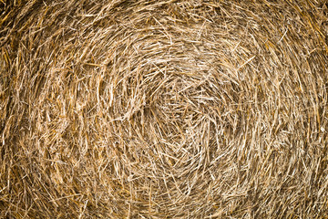 bales of grain after harvesting a wheat field 