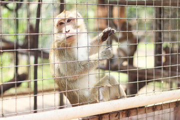 Monkey Long Tailed Macaque - 74644878