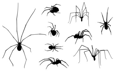 spiders - 74647276