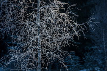 Tree branch in backlight