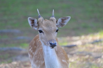 Giovane cervo