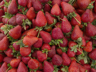 Fresh organic strawberries
