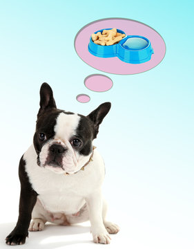 Cute French bulldog and it thought bubbles on light background