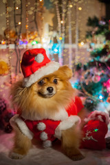 Pomeranian in santa clothing on a Christmas decorations