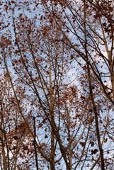 Obraz premium View of Lisbon street