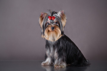 Yorkshire Terrier dog
