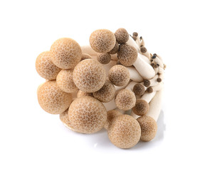 brown beech mushroom isolated on white background