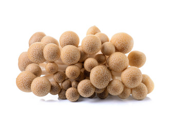 brown beech mushroom isolated on white background