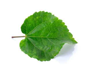 Fototapeta premium green leaves on white background