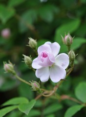 Obraz premium 白いバラ