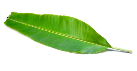 banana leaves on white background
