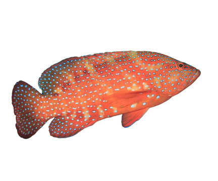 Tropical fish isolated on white: Coral Grouper