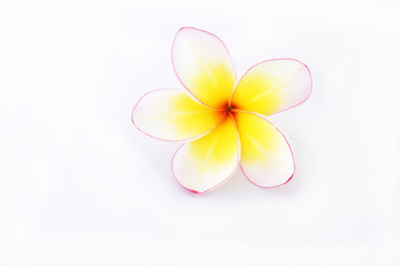 Fototapeta premium frangipani flower isolated white background