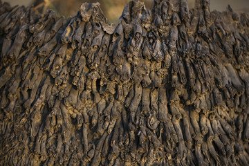 root