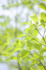 Fototapeta premium 新緑イメージ