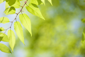 ケヤキの若葉