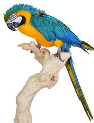 Obraz premium Blue and Gold Macaw
