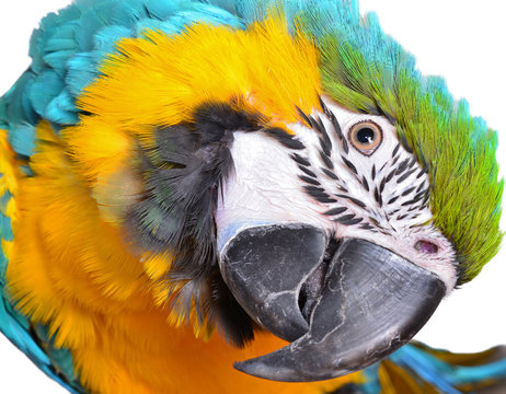 Blue and Gold Macaw