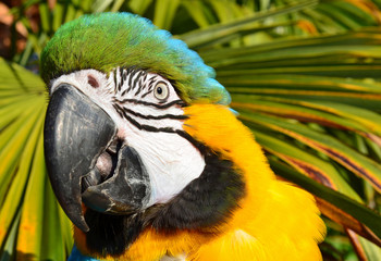 Tropical Blue and Gold Macaw