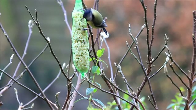 Kohlmeise pickt an Futterstange