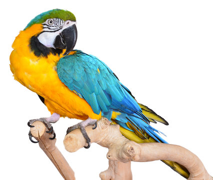 Fototapeta Blue and Gold Macaws