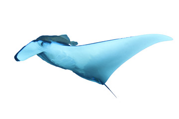Fototapeta premium Manta Ray isolated on white background