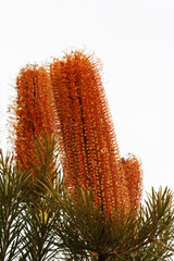 Banksia Plant