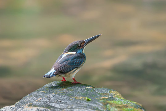 Ried name is Blue-banded Kingfisher, alcedo euryzona, standing o
