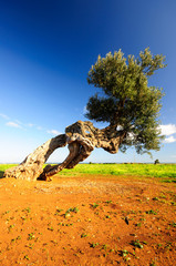 Puglia Olivo Ulivo