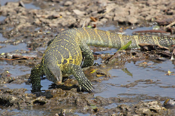 Tanzania Nile Monitor Varanus niloticus near river