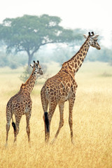 Couple of giraffes walking in Serengeti Tanzania