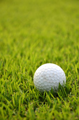 Dirty golf ball on the grass