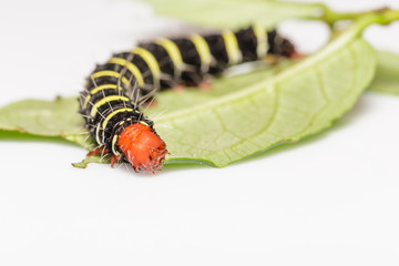 Close up of Peridrome orbicularis moth