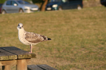 Gaviota