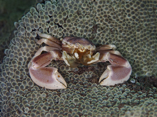 Porcelain Crab, Porzellankrabbe (Neopetrolisthes oshima)
