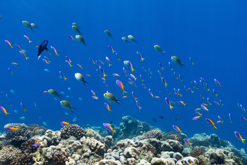 Coral reef fish underwater