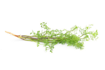 Coriander bunch on white