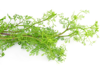 Coriander bunch on white