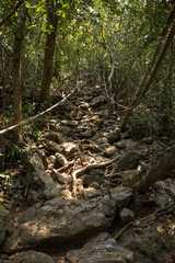 Rocky trail going upwards in the shade of trees