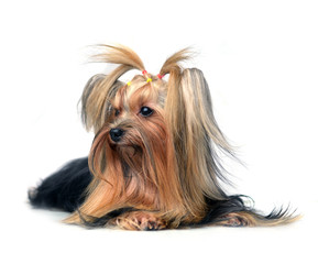 Dog yorkshire terrier isolated on white