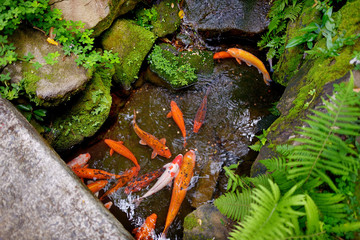 Big trouts in a park near the Byodo-in temple