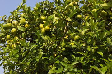lemon tree