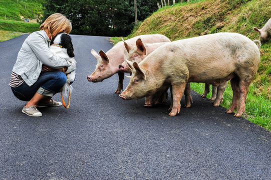 Cochons en libert&eacute;