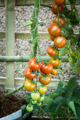 Ripe tomato on branch. Growing vegetables. Agriculture. Shallow