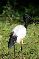 Sacred Ibis standing in a grassy field